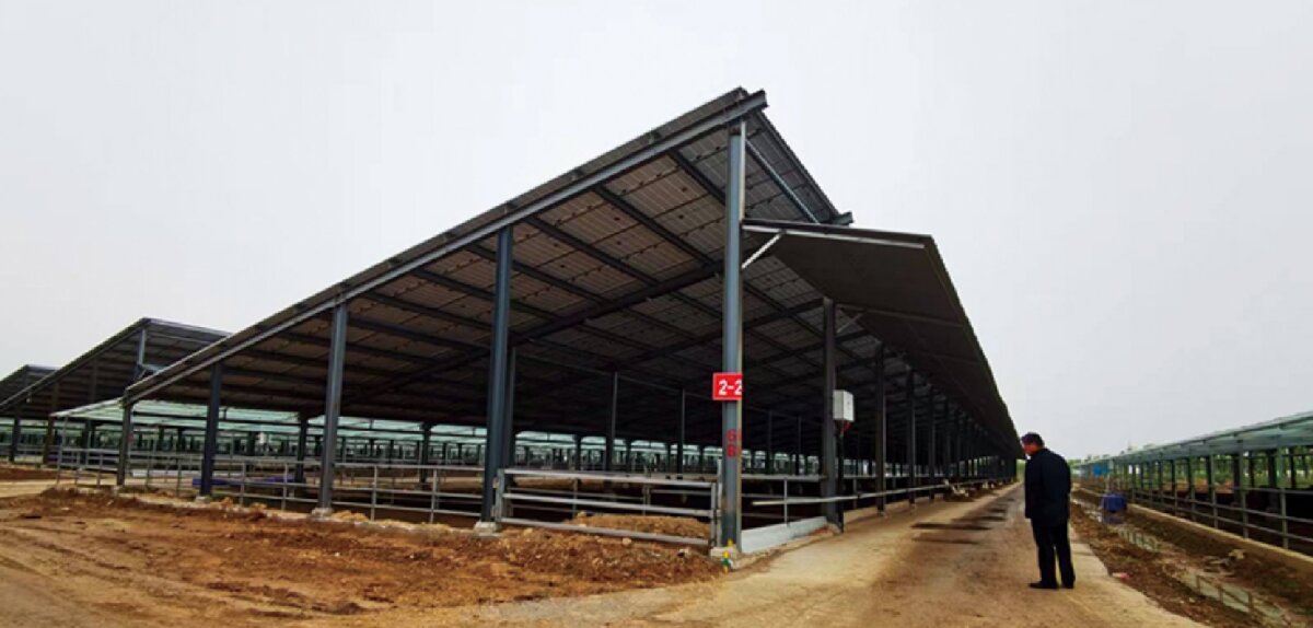 信橋鋼構(gòu)：打卡蒙陰農(nóng)業(yè)溫室大棚、青州黑牛養(yǎng)殖基地！(圖5)